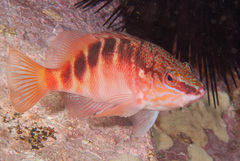 Hypoplectrodes maccullochi