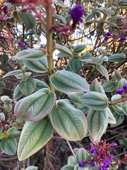 Melastomeae