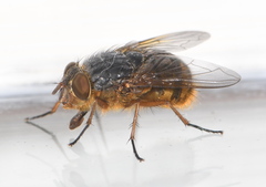 Calliphora hilli