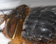 Calliphora hilli