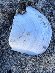 Mactromeris catilliformis