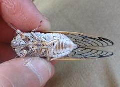 Burbunga occidentalis