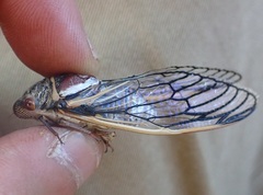 Burbunga occidentalis