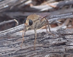 Apioceridae