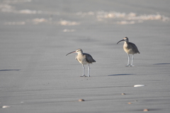 Numenius phaeopus hudsonicus
