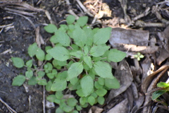 Parietaria pensylvanica