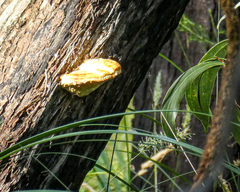 Laetiporus portentosus