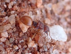 Meranoplus