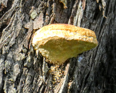 Laetiporus portentosus