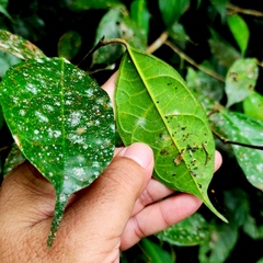 Ficus sinuata