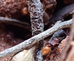 Meranoplus