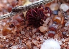 Meranoplus