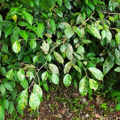 Ficus sinuata
