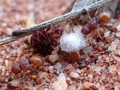 Meranoplus