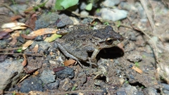 Craugastor fitzingeri