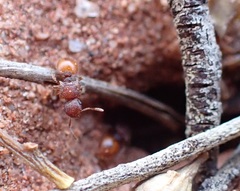 Meranoplus