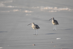 Numenius phaeopus hudsonicus