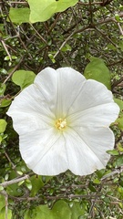 Calystegia tuguriorum