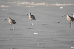 Numenius phaeopus hudsonicus