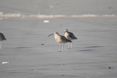 Numenius phaeopus hudsonicus