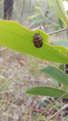 Calomela crassicornis
