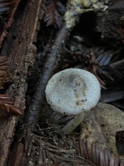 Lepiota atrodisca