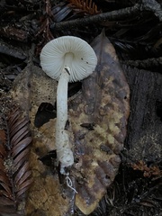 Lepiota atrodisca