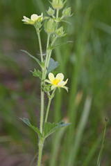 Drymocallis convallaria