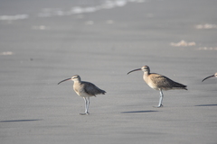 Numenius phaeopus hudsonicus