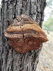 Fomitopsis schrenkii