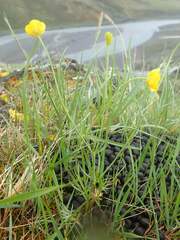 Ranunculus pedatifidus affinis
