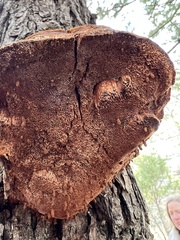 Fomitopsis schrenkii