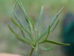 Ranunculus pedatifidus affinis
