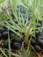 Ranunculus pedatifidus affinis