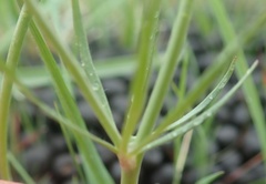 Ranunculus pedatifidus affinis
