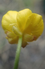 Ranunculus pedatifidus affinis