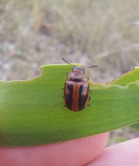 Calomela crassicornis