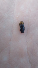 Diphucrania