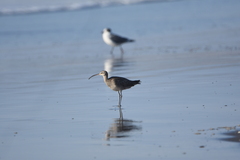 Numenius phaeopus hudsonicus