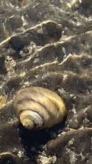 Austrocochlea constricta