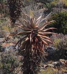 Aloe comosa