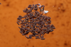 Ceratophysella