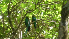 Pharomachrus mocinno