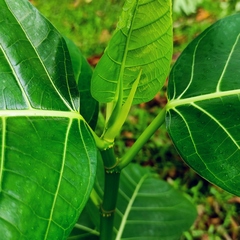Ficus septica