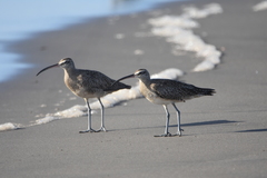 Numenius phaeopus hudsonicus
