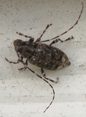 Astyleiopus variegatus
