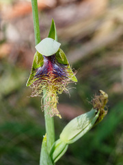 Calochilus therophilus