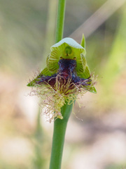Calochilus therophilus