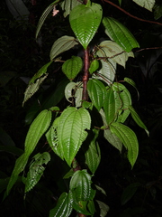 Miconia neoepiphytica