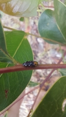 Diphucrania